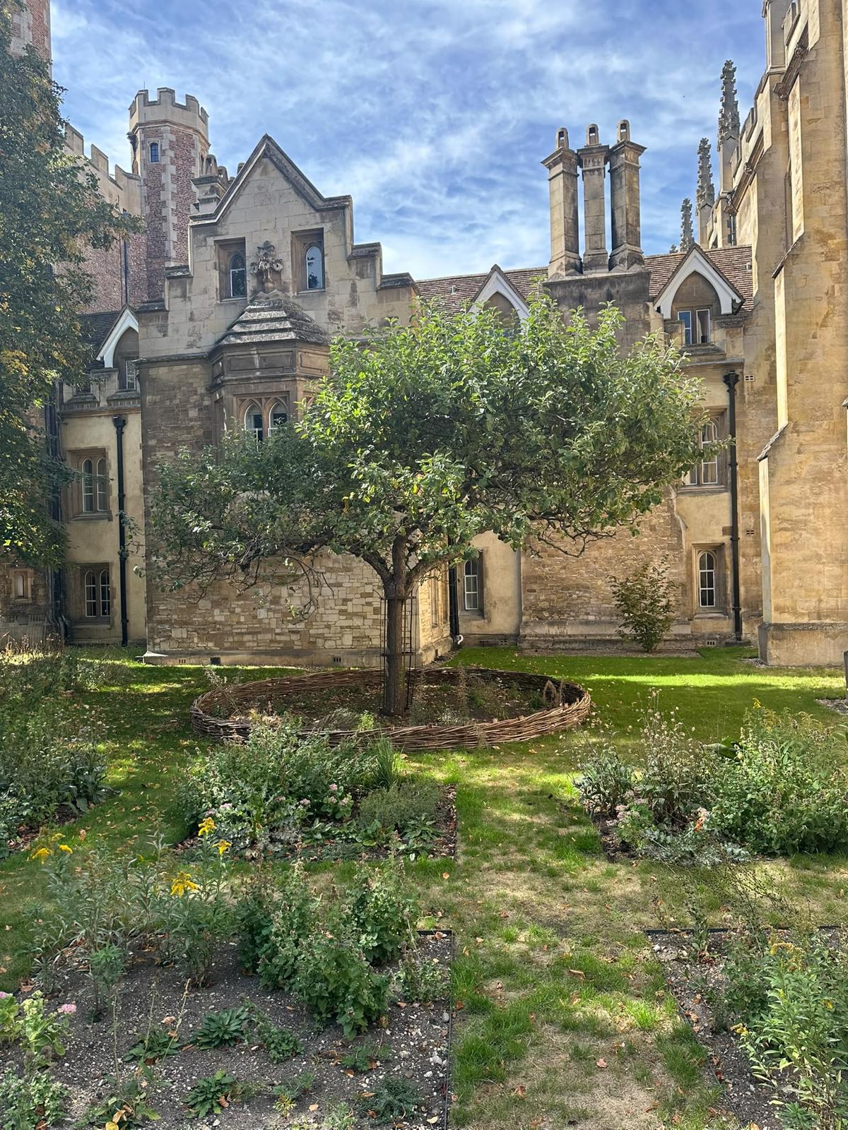 The apple tree in spring